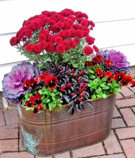 Fall annuals display of red mums, black and red ornamental peppers, purple kale and red pansies in vintage copper tub