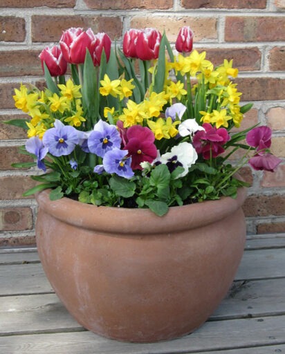 Spring bulbs display of fringed magenta tulips, miniature yellow daffodils and blue and pink pansies