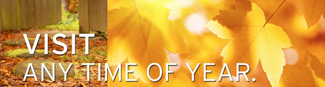 Bloom! Landscaping Slide two, yellow fall maple leaves with sunlight shining through them is on right side with steppers leading up to a wood gate on left side and text “visit any time of year.”