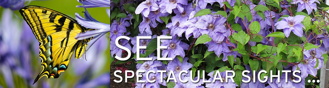 Bloom! home page Slide six, a yellow eastern tiger swallowtail butterfly sits partly inside a bluish flower on left side. A matching bluish flowering clematis is on right side with text “see spectacular sights.”