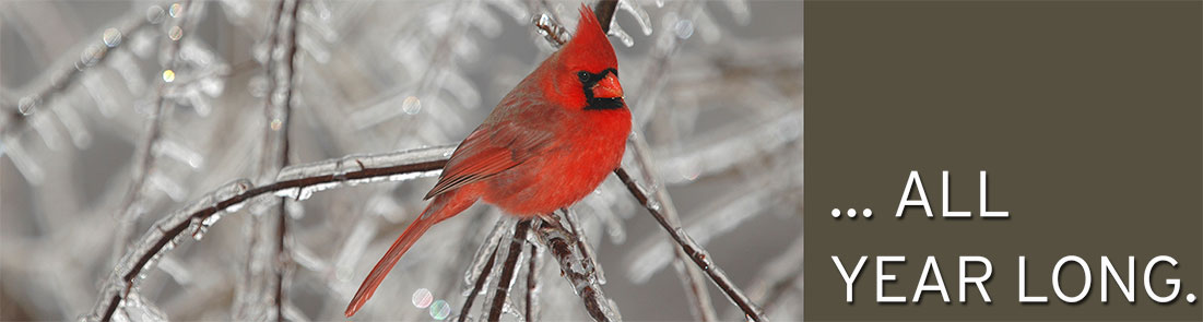 Slide 7 A male cardinal sitting on ice covered branches with text block that says 