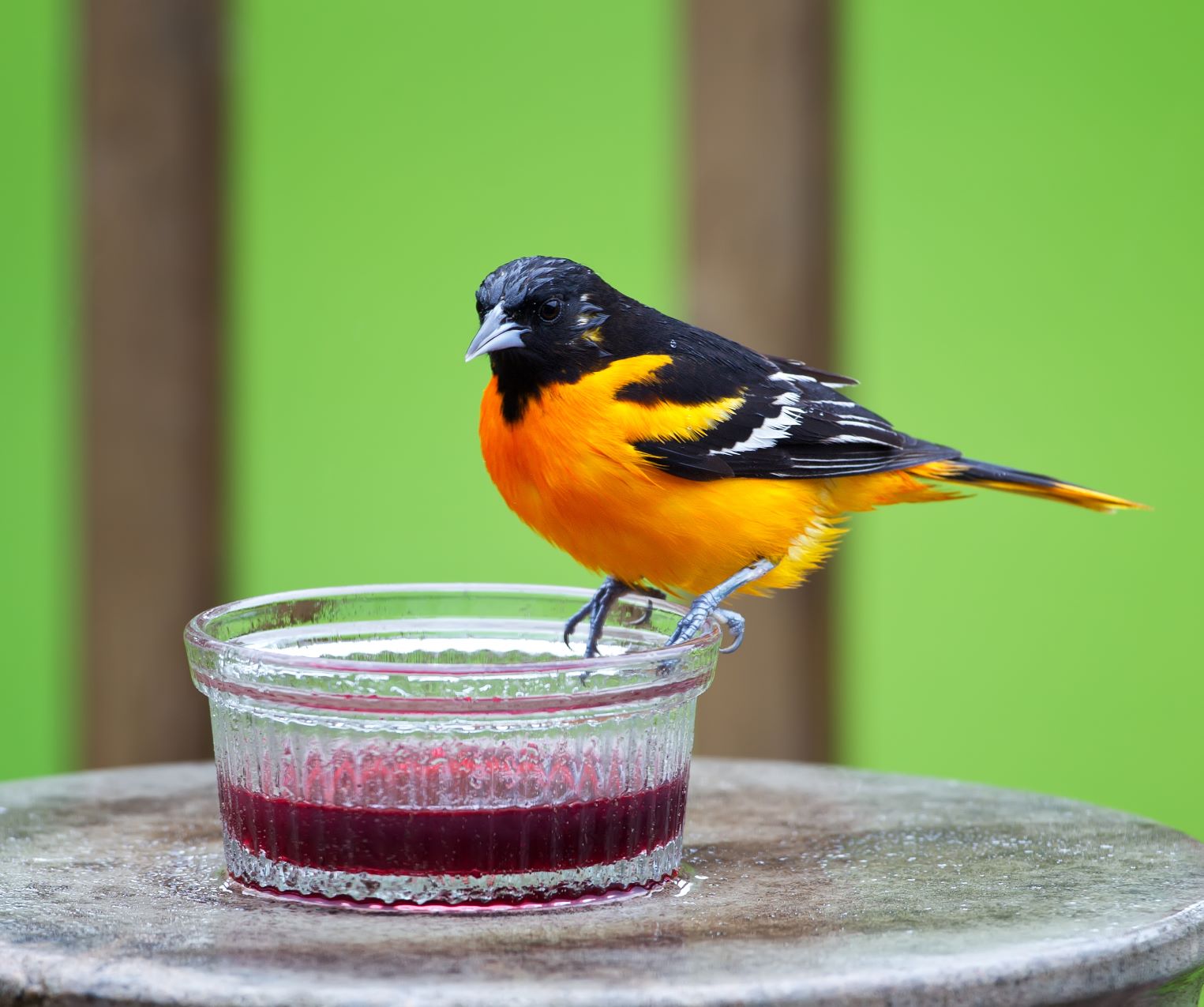 Backyard Birds Slideshow: A brilliant orange and black male Baltimore Oriole stands on a short glass jar of grape jelly sitting on an outdoor table in front of bright, blurry green backdrop.