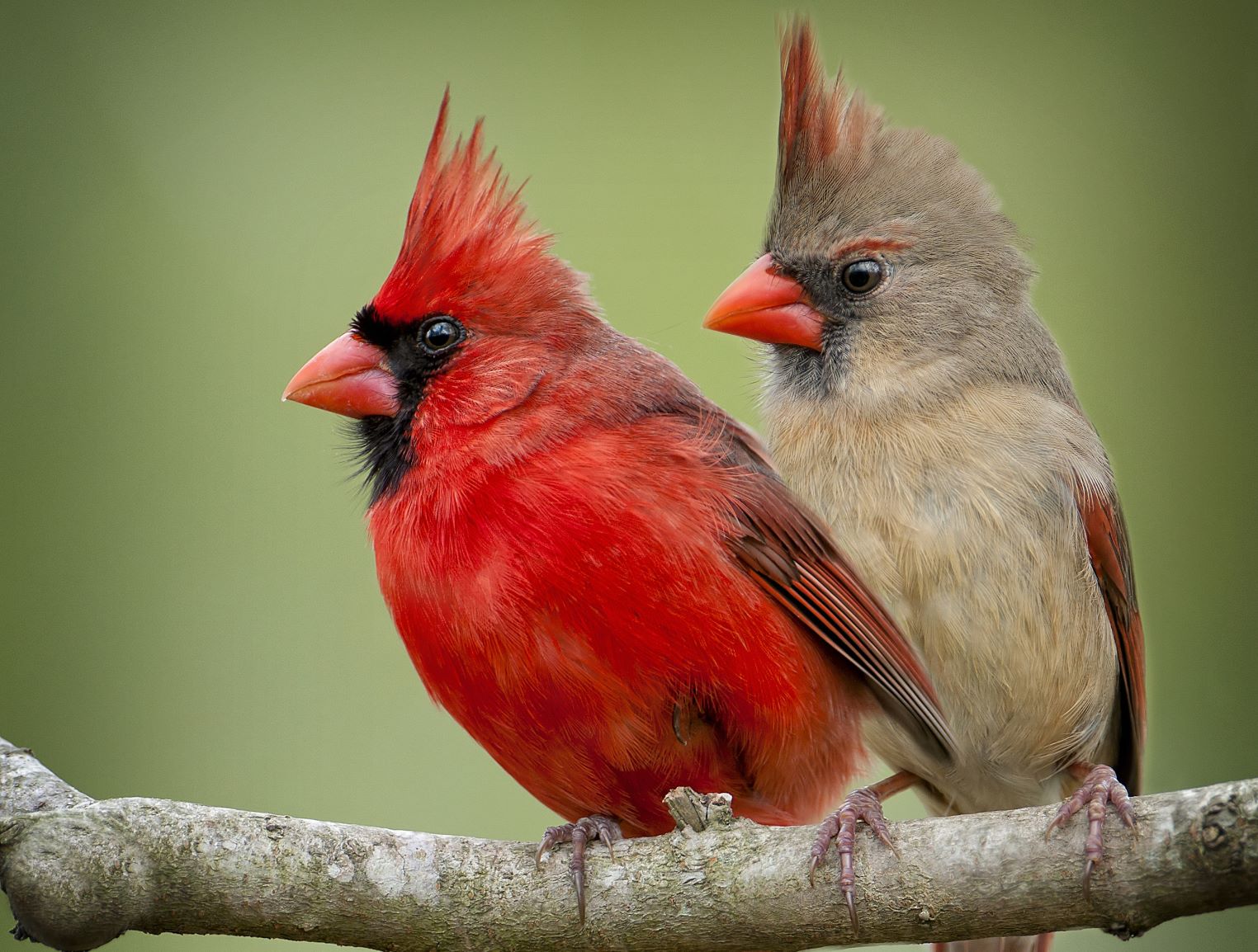 Backyard Birds Slideshow: A closeup of a vibrant red male and colorful female cardinal sitting closely together on a branch. The photo is preceded by a bright yellow Godlfinch and followed by a bright orange Oriole.