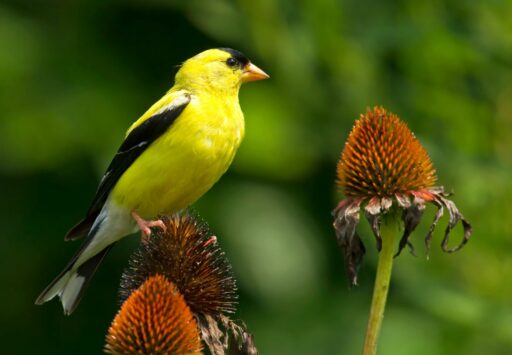 Bakckyard Birds Slideshow: A bright yellow male Goldfinch finch stands on a Purple Coneflower seedhead.