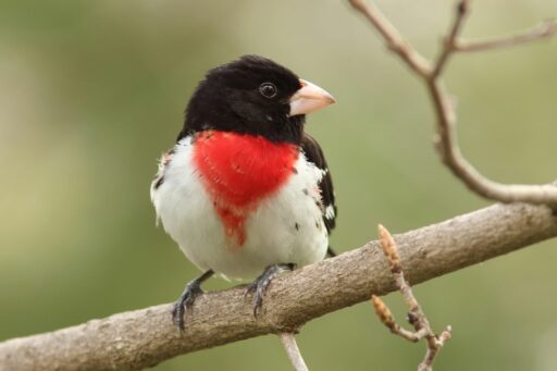 Backyard Birds Slideshow: A Rose-breasted Grosbeak sits on a branch. It has a black head and large, bright red, triangular patch over white breast.