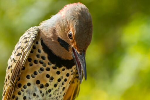 Backyard Bird Slideshow: A Northern Flicker sitting in front of blurry green background. It's head is tilted downward with beak slightly open. Circular black spots color its light yellow and rust belly.