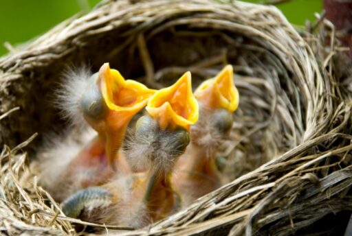Backyard Birds Slideshow: A closeup of three nearly naked robin babies with beaks open and raised upward. Their eyes are closed and heads and bodies have tufts of fuzzy white feathers.