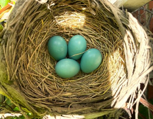 Backyard Birds Slideshow: A closeup of an entire Robin's nest filled with five teal blue eggs.