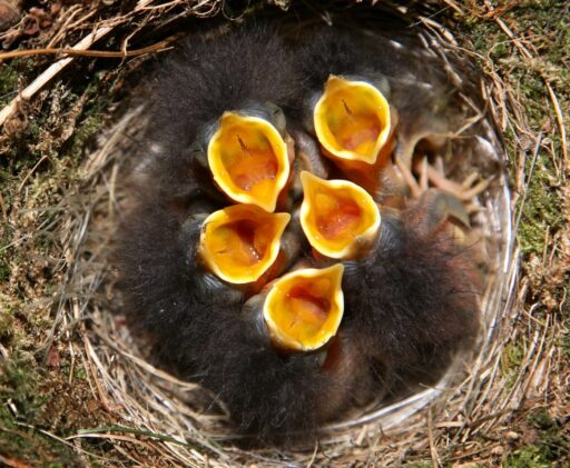 Backyard Birds Slideshow: A closeup of five fuzzy black-feathered robin nestlings. Their orange beaks open wide, all pointing upward with orange throats exposed.