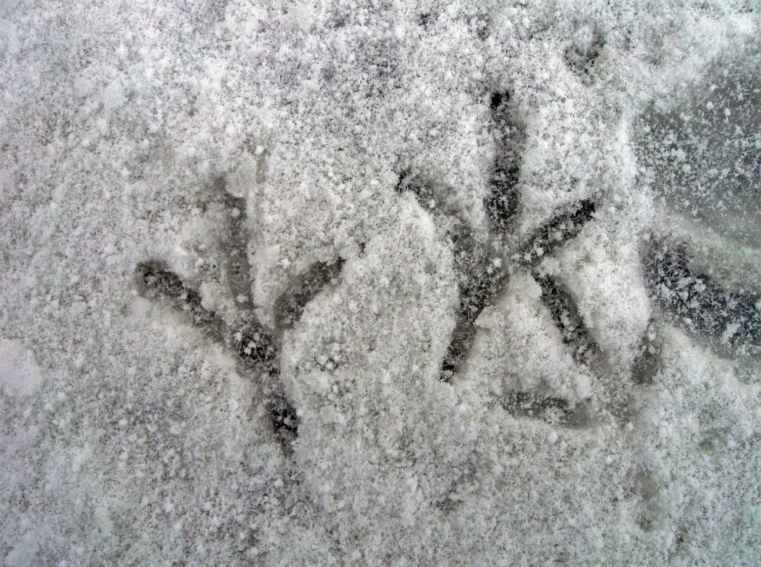 Backyard Birds Slideshow: A pair of bird tracks on a light layer of snow with a third print behind the pair.