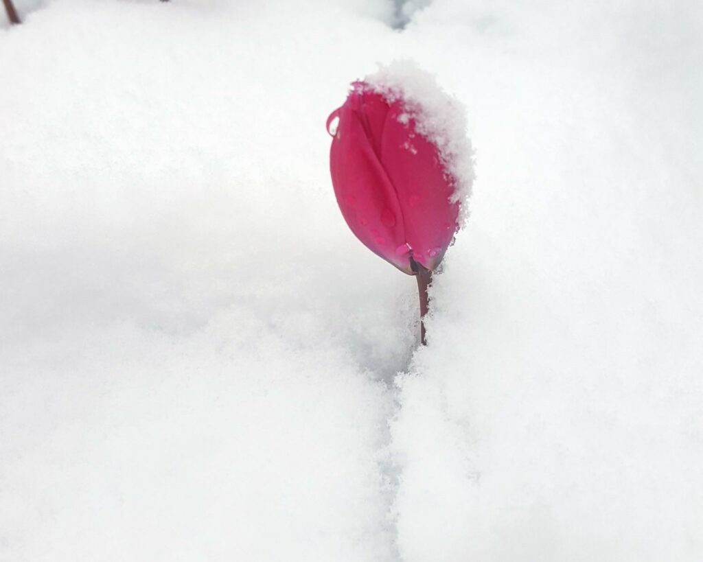 A bright magenta tulip bursts through the snow. A dollop of fluffy snow and a water droplet rest on the bloom