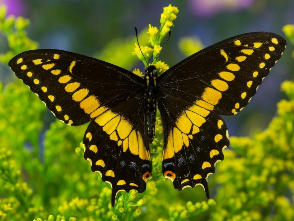 a large black butterfly with a wide yellow diagonal band across each upper and lower wing on blurred green background of herb