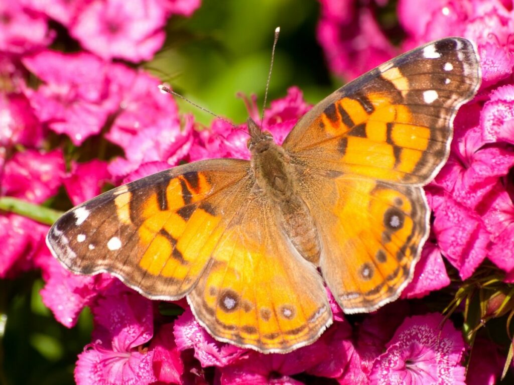 A small orange butterfly is on a bright pink phlox flower. It has blurry, light brown to pale black markings with a few white spots.