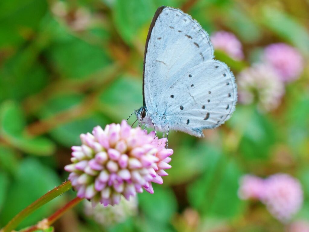 A tiny grayish-blue butterfly stands on a pink clover flower with wings closed. They are monochromatic with light brownish specks on lower wings and around wing margins.