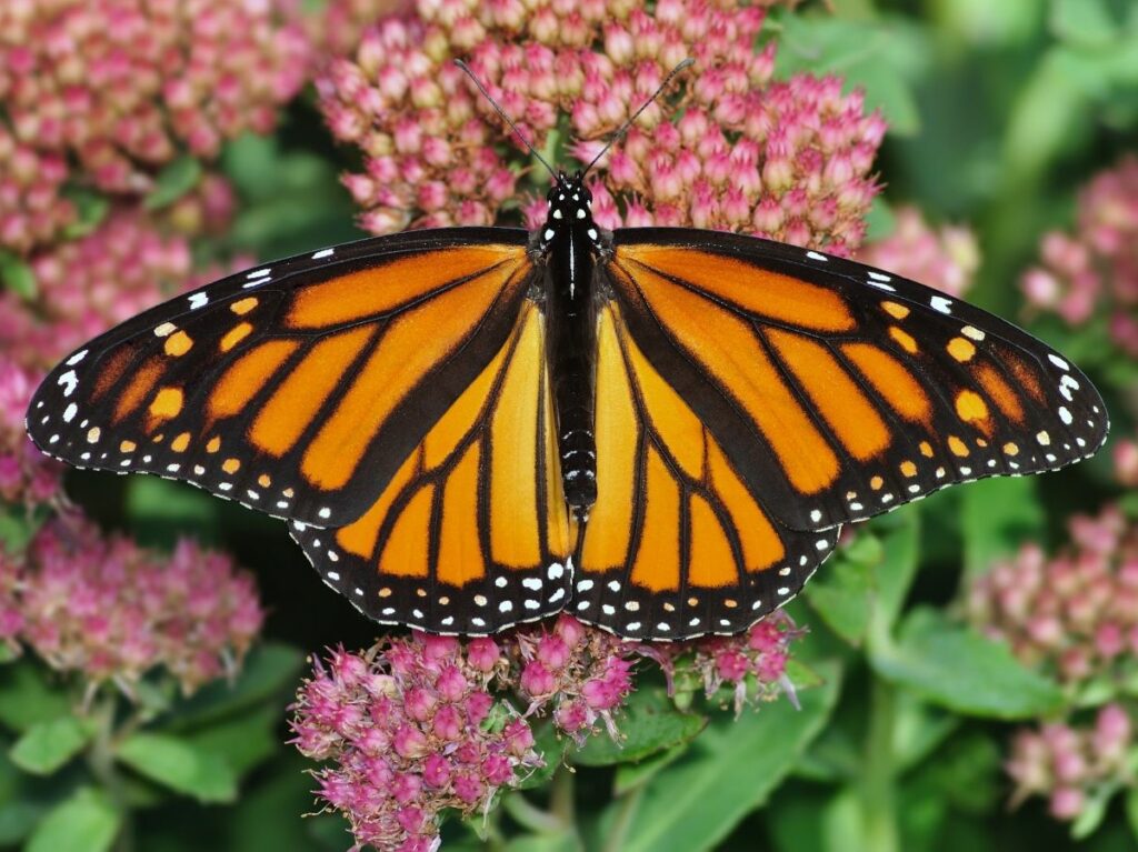 An orange butterfly with roundish wings, black markings in a vein pattern and black wing margins with white dots is on a pink sedum flower.