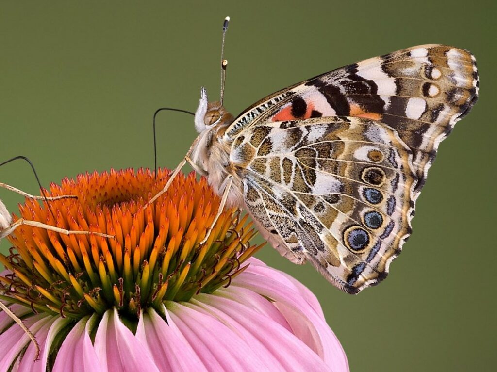 A butterfly with closed wings and long proboscis sips nectar from a purple coneflower. The underside of wings are marbled brown and white with four small eye-like circles and touches of orange and black.