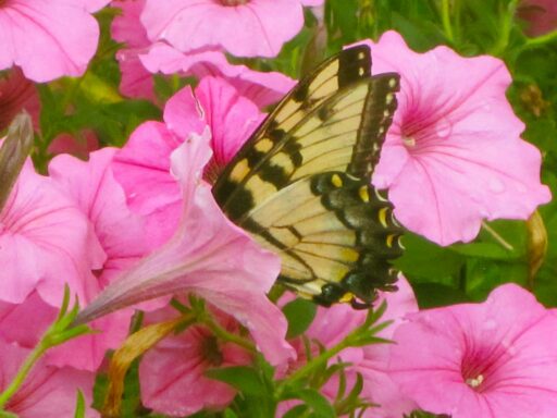 Pollinator Gardening slideshow: A yellow Eastern Swallowtail is inside the throat of a pink petunia drinking nectar.