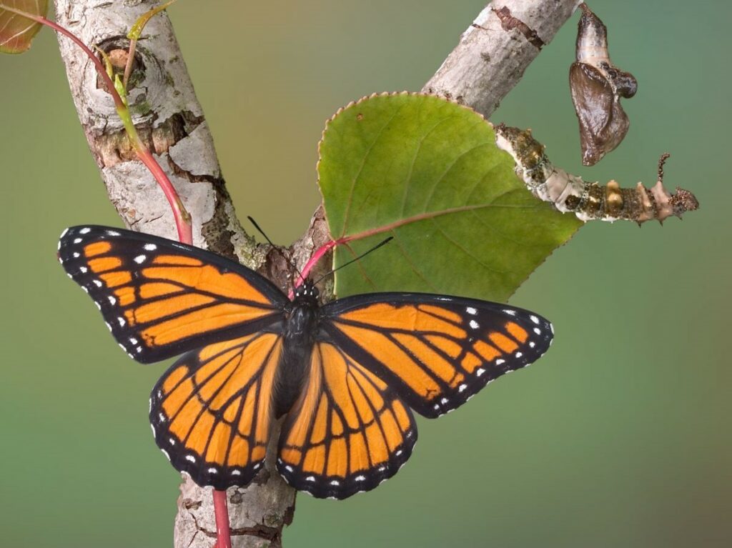 An orange butterfly with black markings sits on a white birch branch next to a brown caterpillar on a leaf and a brown chrysalis suspended from a branch