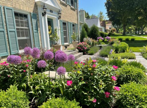 formal landscape installation in front yard of colonial home of gardens featuring pink roses, purpe allium and lavender