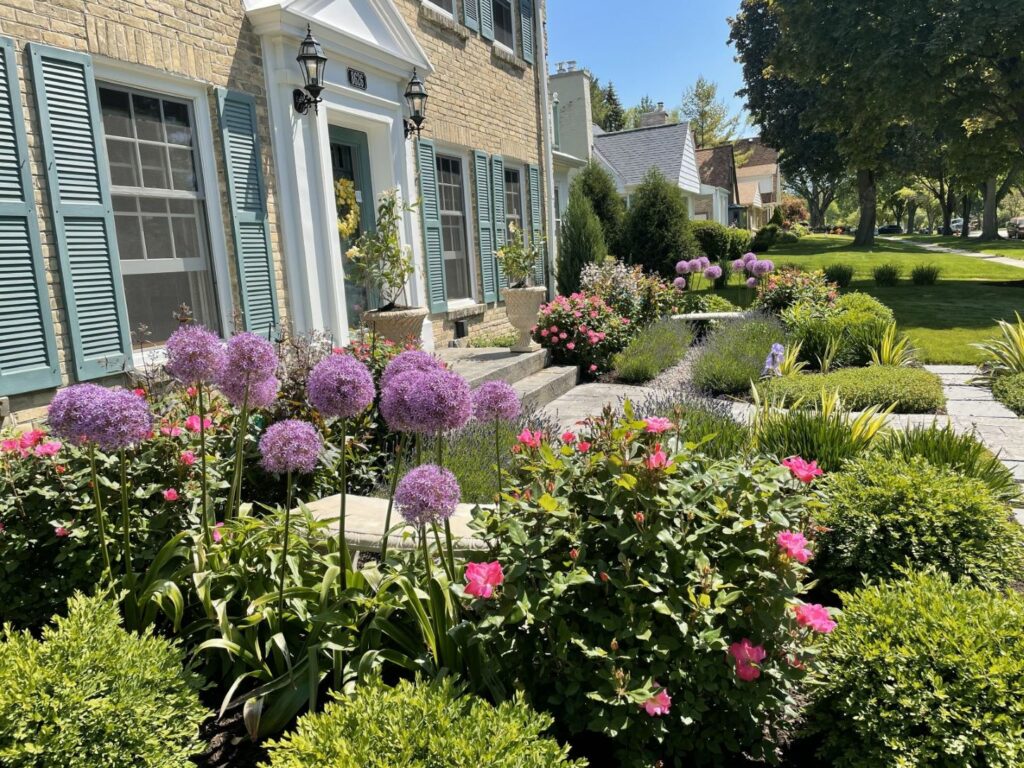 About Bloom Landscaping, we create captivating outdoor spaces like this formal front yard landscape in Wauwatosa. Dramatic purple alliums, pink roses and other perennials are blooming within a lush boxwood hedge.