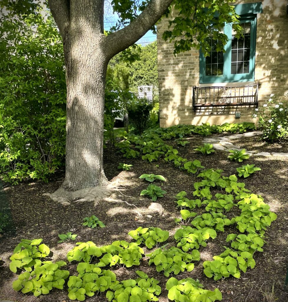 Canadian or Wild Ginger groundcover swooshes down a slope under a Norway Maple tree.