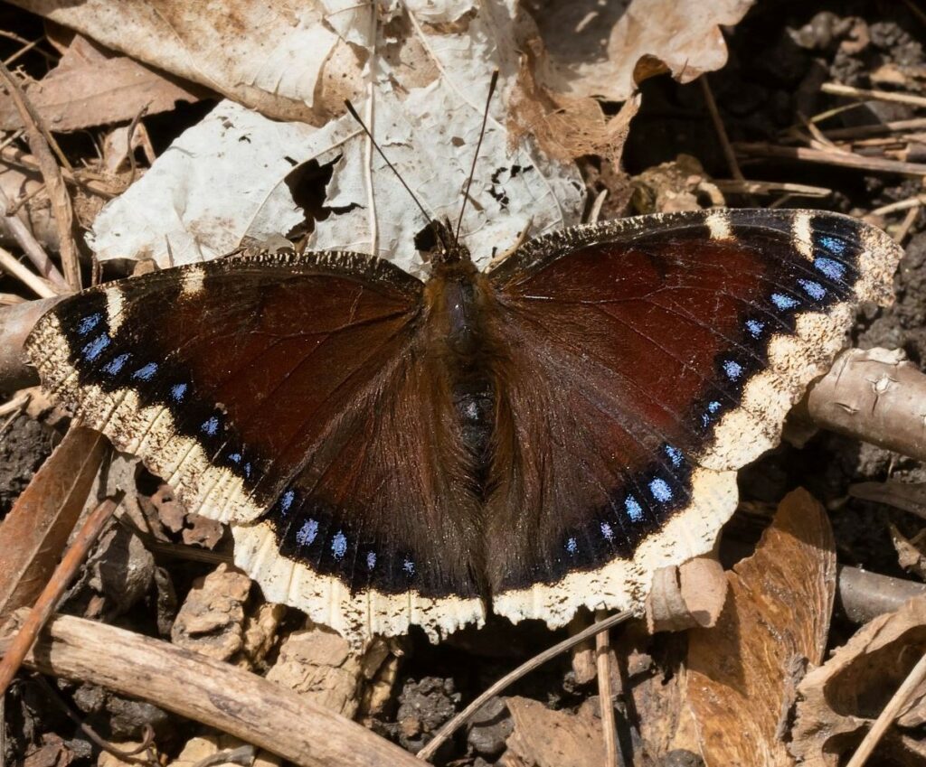 A large, roundish brown butterfly with small blue dots sitting above pale yellow wing margins is sitting on brown leaves and winter debris on the ground.