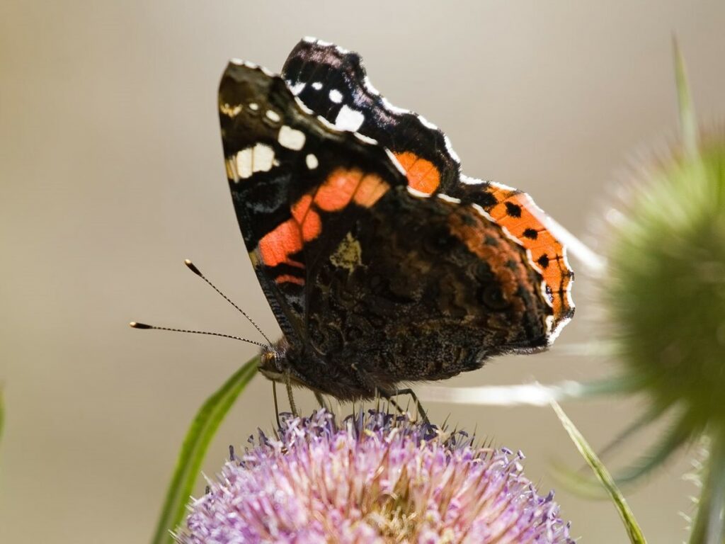 A medium black butterfly sits on a lavender thistle flower with wings closed. The underside of wings has a white band above and orange band with orange tinges at tips of lower wings.
