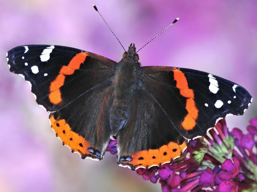a black butterfly with orange and white markings sits on a purple butterfly bush flower