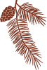 A silhouette of holiday pine branches