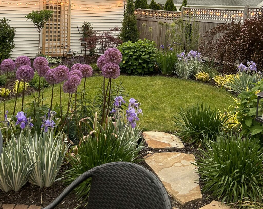 Purple allium globes bloom with white striped iris in flower in a small backyard garden with lawn surrounded by mixed plantings.