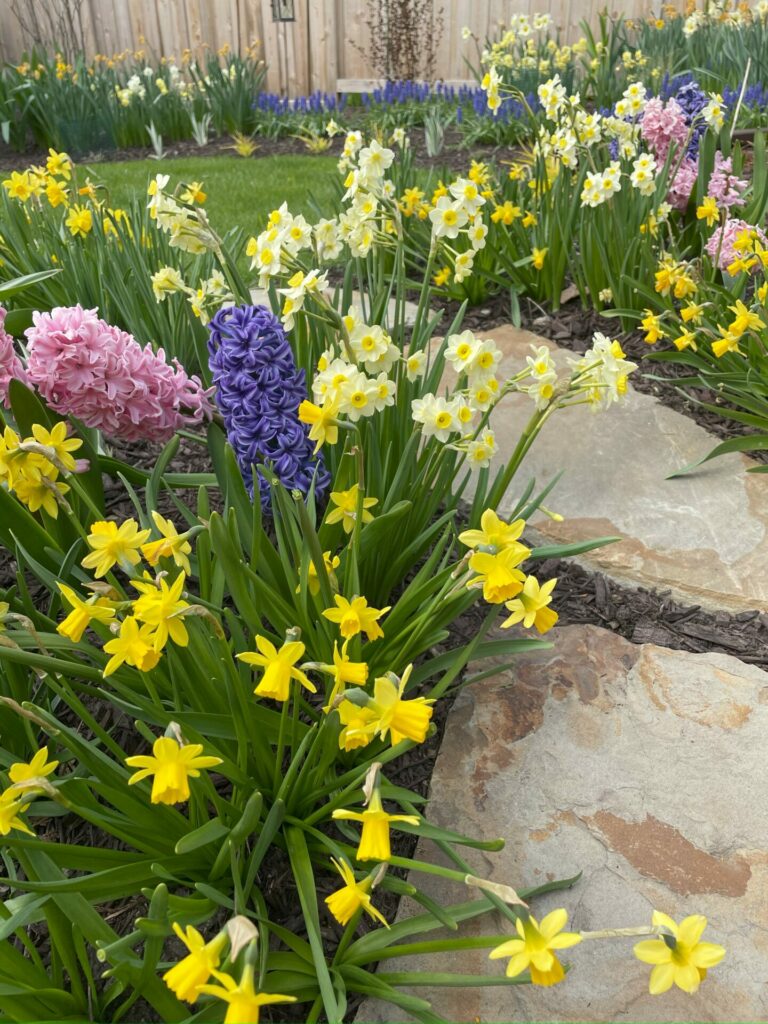 Miniature yellow daffodils and pink hyacinth surround brown and gray flagstone with lawn and more daffodils and grape hyacinths in the background.
