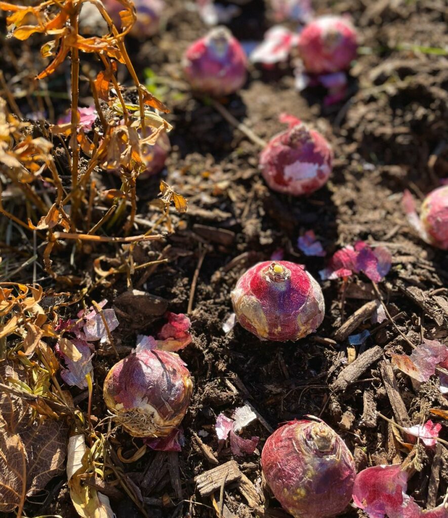 a closeup of five magenta hyacinth bulbs sit on soil next to a dormant perennial