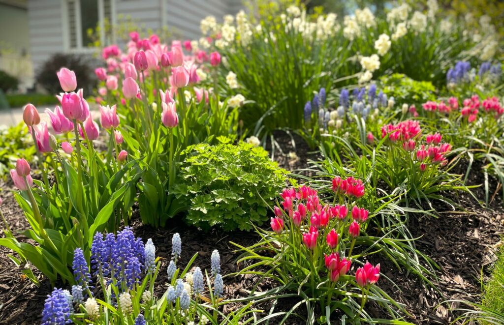 A bulb display in planting bed of blended pink tulips, hyacinths and daffodils.