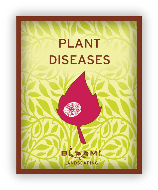 plant diseases icon