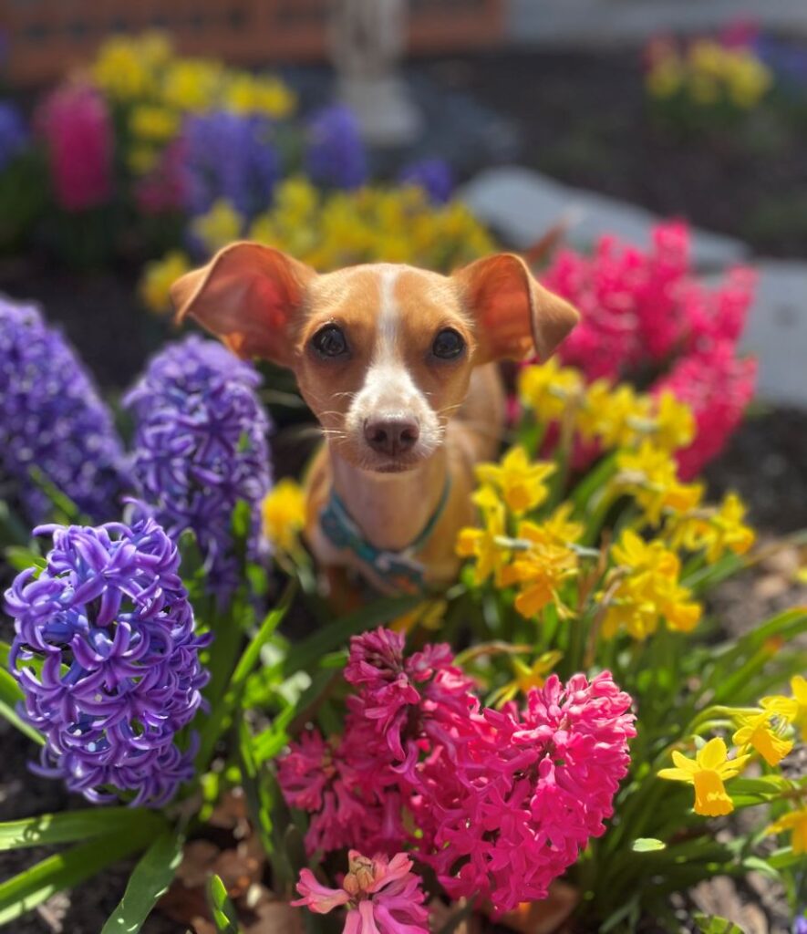 a tiny brown dog stands among miniature yellow daffodils and fuchsia and bluish-purple hyacinths