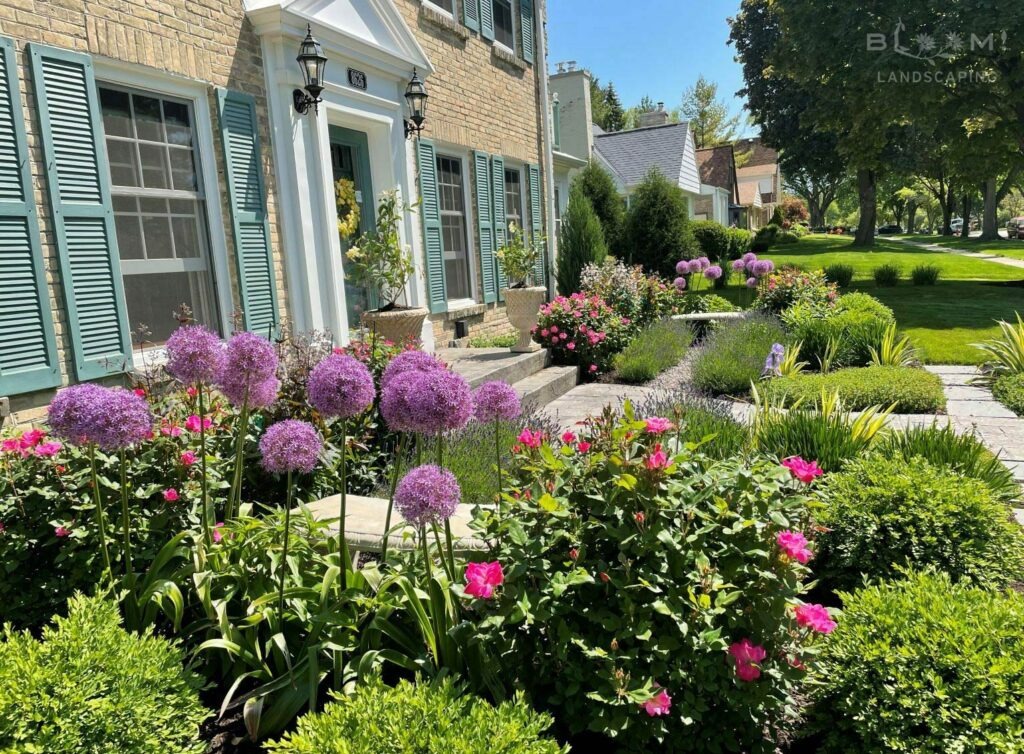a garden design created by Bloom! Landscaping in Wauwatosa, WI has colorful alliums and roses in the foreground with aggregate pathways and lavender in the distance surround by other shrubs and perennials