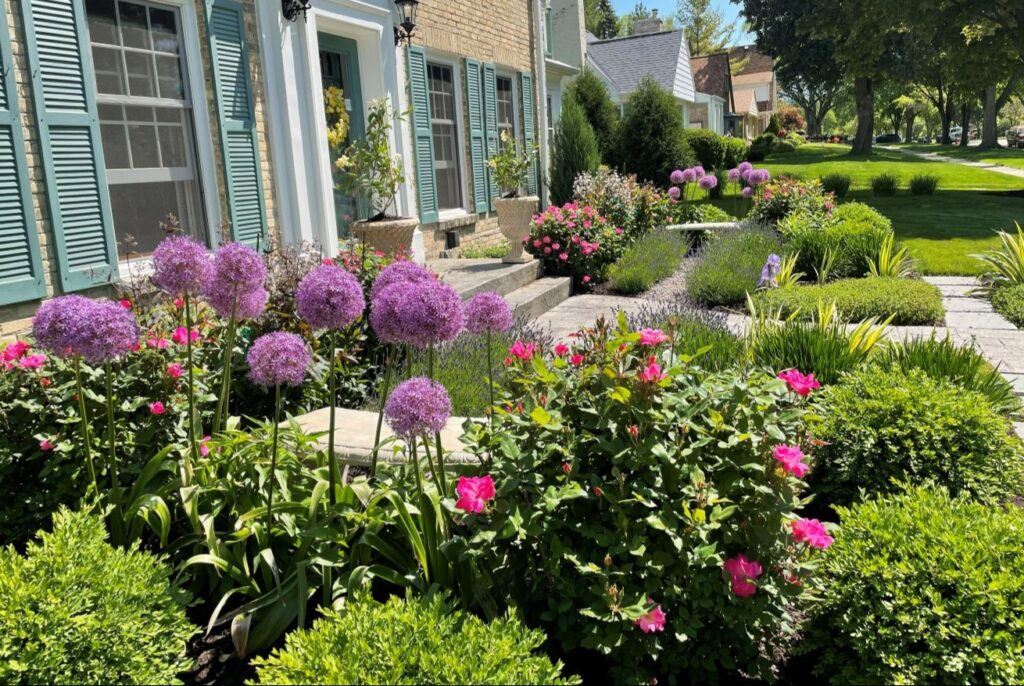 a side view of a formal garden with huge puprle alliums, pinks roses and other plants is a product of Bloom Landscaping's landscape design services.