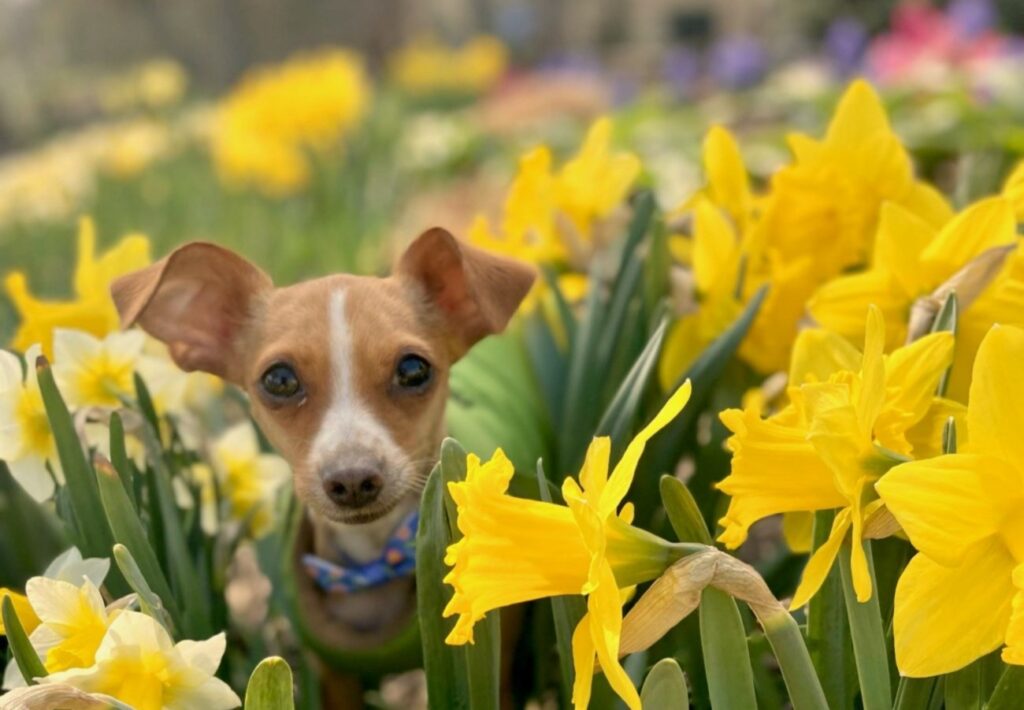 An adorable brown chiweenie named Twig is invited by clients to help Kristyn Greenfield perform landscape services. He sits among daffodils in the foreground with a variety of blooming bulbs in the back. This is an example of Bloom! Landscaping’s dramatic bulbs and annuals display services.