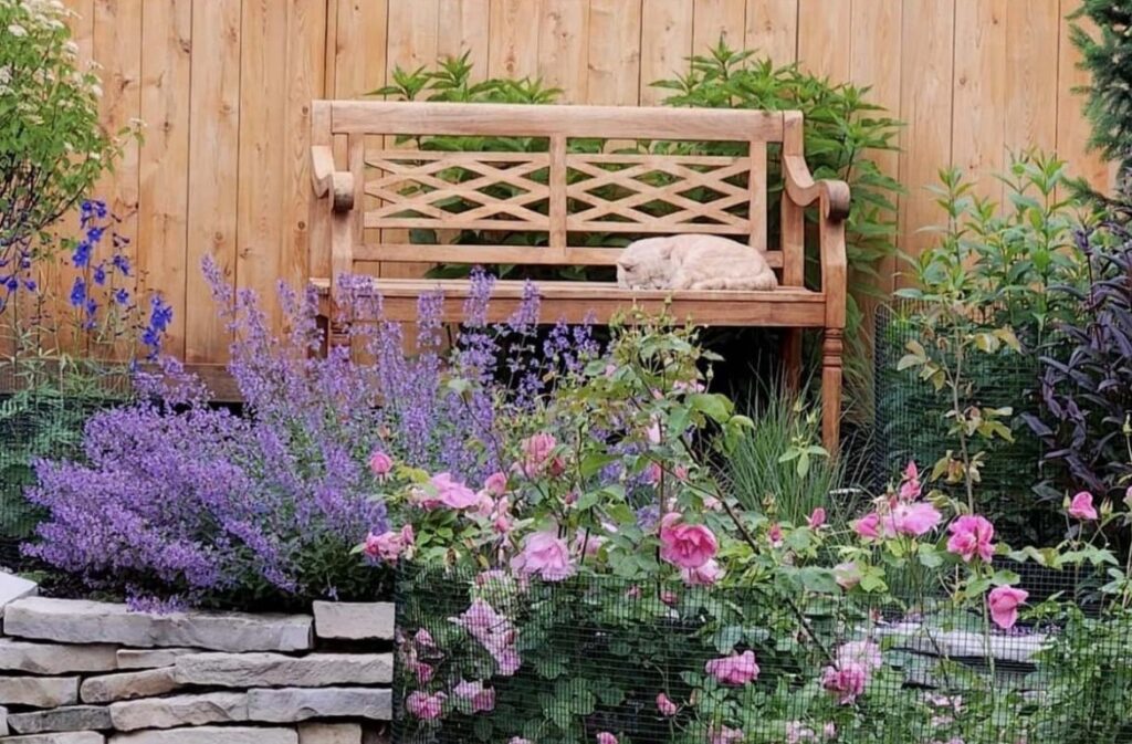 A fawn colored cat naps on a wood bench above a stone wall surrounded by pink roses, catmint and other plantings. The garden's owner writes a testimonial about how much she loves her wildlife garden.