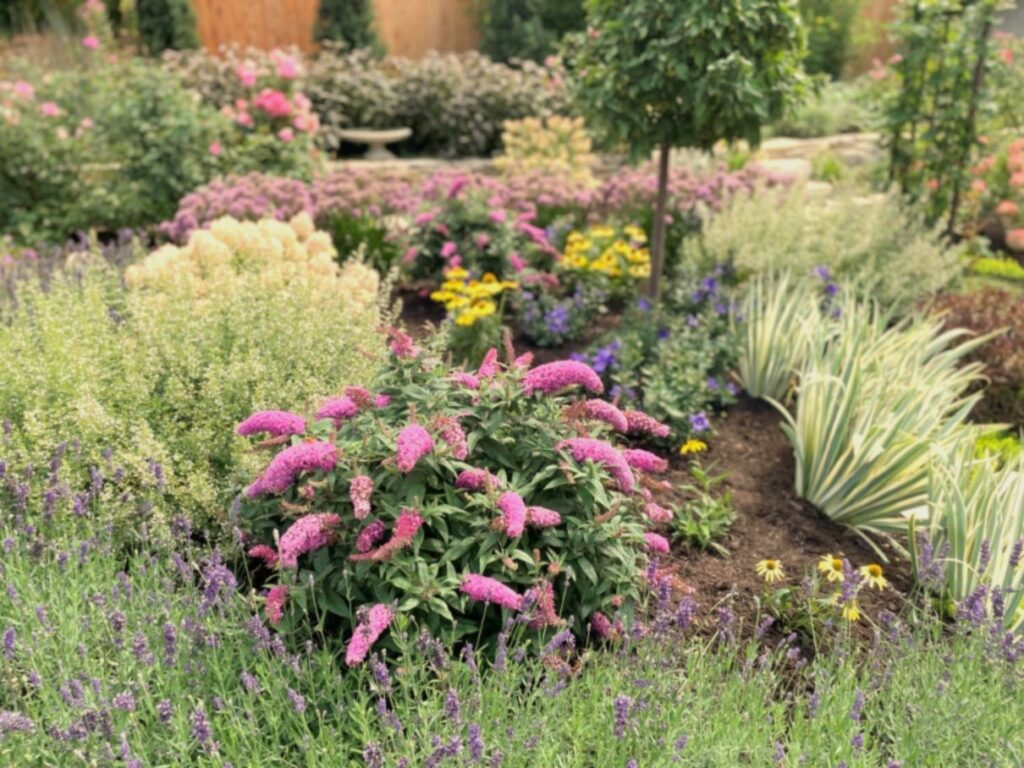 Contact Us for a floriferous pollinator garden like this one featuring a Pugster Pinker butterfly bush in sharp focus with lavender, alliums, hydrangeas, coneflowers and variegated iris all designed and installed by Bloom!