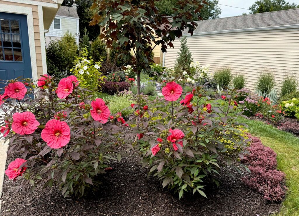 Brilliant and giant fuschsia hibiscus blooms in the foreground look like they've been installed a couple years. A pollinator garden full of other blooming pernnials in the background was planted in spring and looks full.