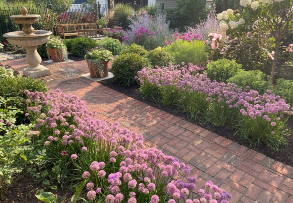 A charming brick walkway is lined with a dramatic display of flowering alliums, with a variety of flowering plants and a cast stone fountain in the background. The garden shows not only Bloom! landscape design and installation services but occasional maintenance support services that make the garden look like a magazine photo.