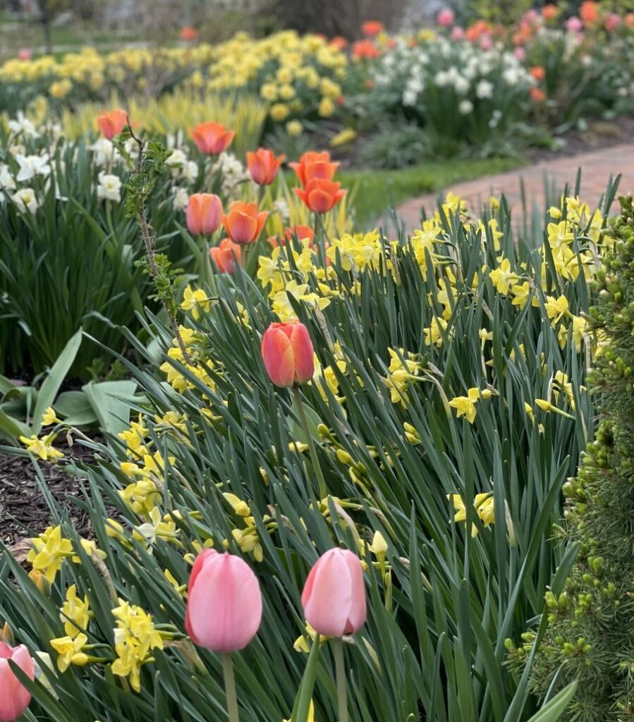 Perennializing and naturalizing tulips are part of an elaborate spring color show in a Wauwatosa yard.
