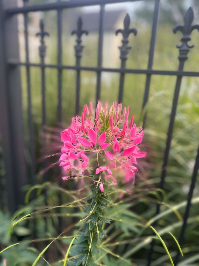 A bright pink spider flower (chleome) is in sharp focus with a section of iron fencing with fleur de lis finials. In a testimonial, a client discusses getting to participate in design decisions like these charming finials.