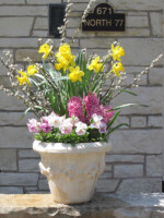 Spring bulbs display of pussy willow stems, pink hyacinths, yellow daffodils and pink and white variegated pansies in cast stone pot