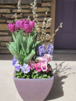 Spring bulbs display of purple tulips, blue hyacinths, pussy willow stems and blue and pink pansies in lavender purple pot