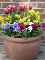 Spring bulbs display of fringed magenta tulips, miniature yellow daffodils and blue and pink pansies