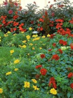 summer-annuals-red-dahlias-impatiens
