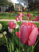 Planting beds of pink tulips closeup with blue grape hyacinths and yellow daffodils in background