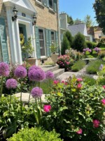 formal landscape installation in front yard of colonial home of gardens featuring pink roses, purpe allium and lavender